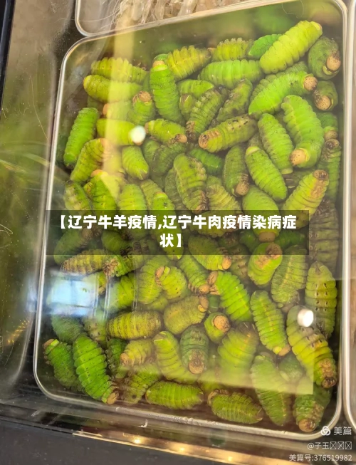 【辽宁牛羊疫情,辽宁牛肉疫情染病症状】