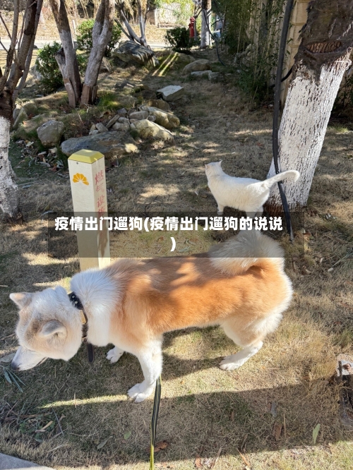 疫情出门遛狗(疫情出门遛狗的说说)