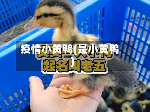疫情小黄鸭(是小黄鸭)