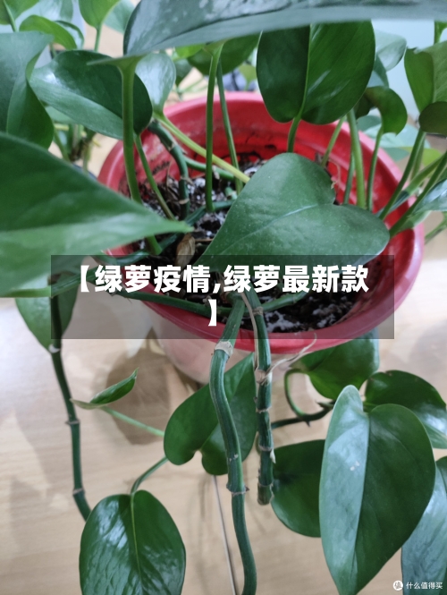 【绿萝疫情,绿萝最新款】